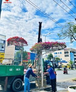 Hoa Giay Da Nang Hoa Sen Viet 5