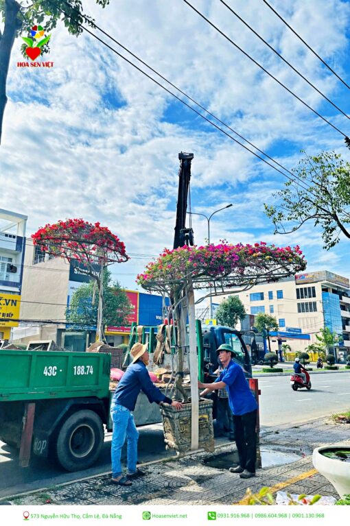 Hoa Giay Da Nang Hoa Sen Viet 5