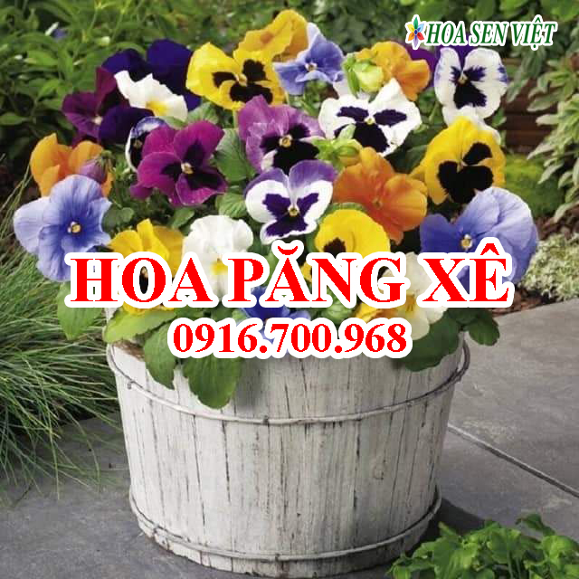 Hoa Păng Xê - Giá bán, cách trồng và chăm sóc hoa păng xê