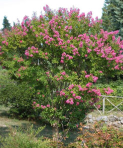 Lagerstroemia Indica