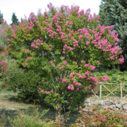 Lagerstroemia Indica