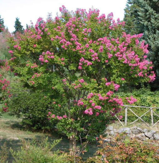 Lagerstroemia Indica