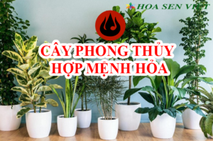 Những loại cây cảnh phong thủy hợp mệnh hỏa.