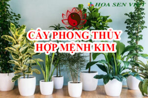 Những loại cây cảnh phong thủy hợp với mệnh kim.