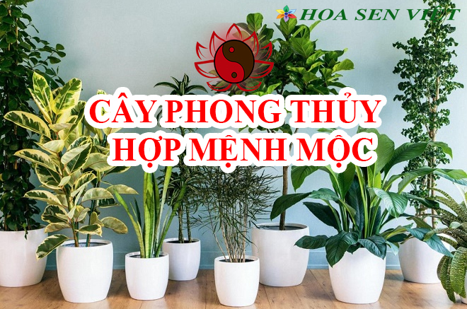 Những loại cây phong thủy hợp với mệnh mộc.