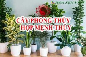 Những loại cây cảnh phong thủy hợp với mệnh thủy.