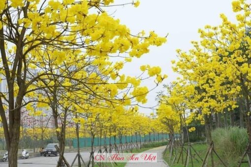 Mua Cay Chuong Vang O Da Nang