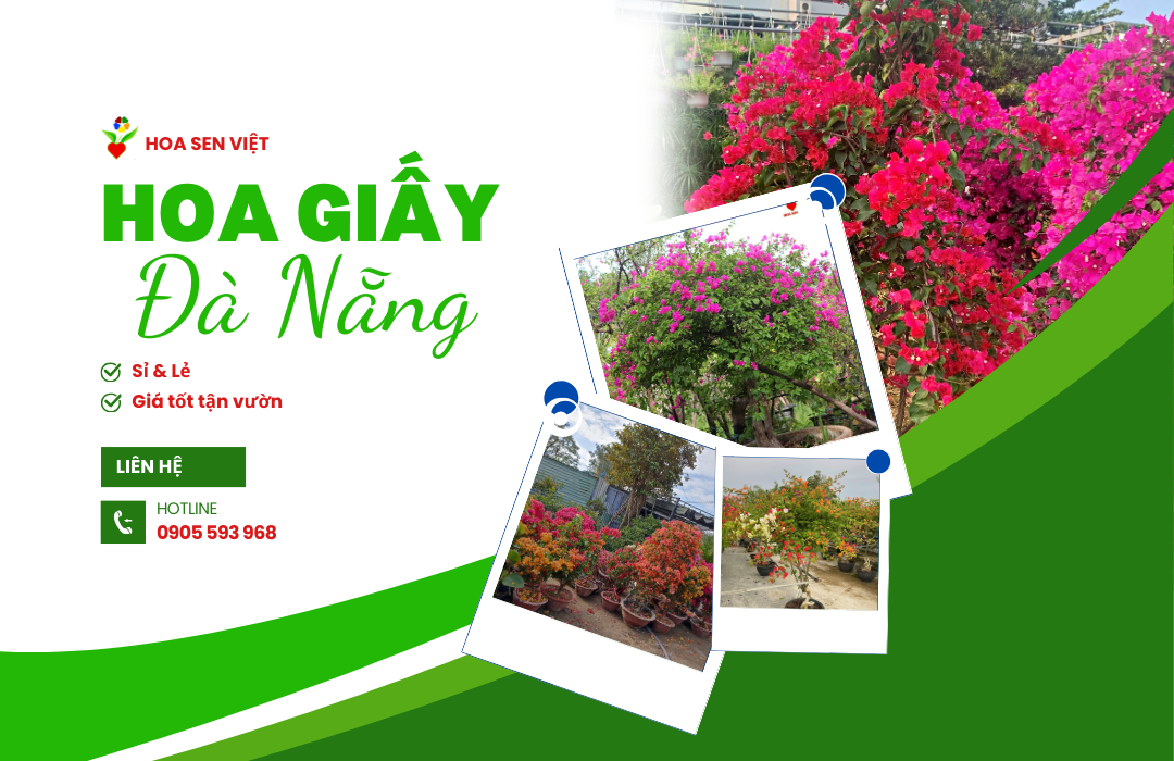 Mua Hoa Giấy ở đà Nẵng