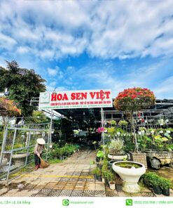 hoa giấy hoa sen việt