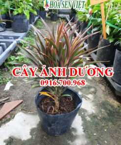 Cây ánh dương - Giá bán, cách trồng và chăm sóc cây ánh dương.