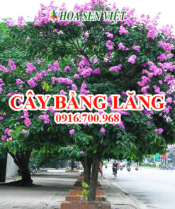 Cây bằng lăng - Giá bán, cách trồng và chăm sóc bằng lăng