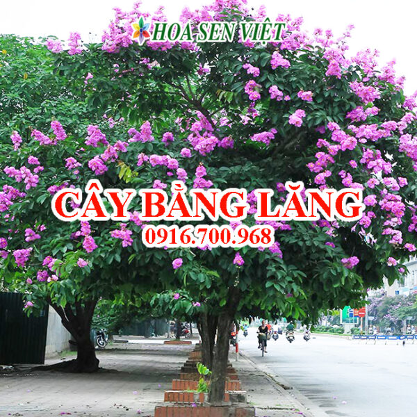 Cây bằng lăng - Giá bán, cách trồng và chăm sóc bằng lăng