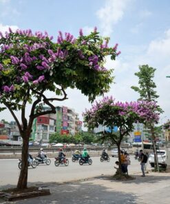 Hàng bằng lăng ra hoa rất đẹp.