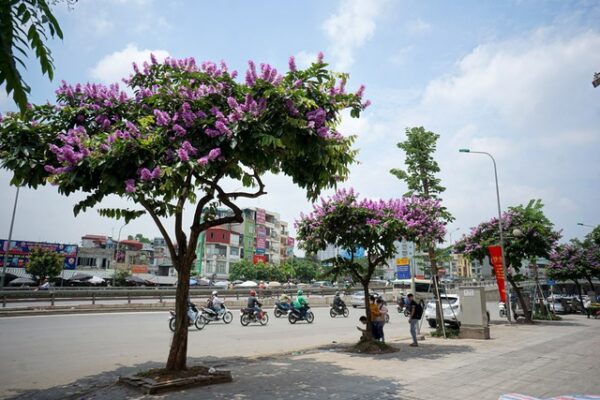 Hàng bằng lăng ra hoa rất đẹp.