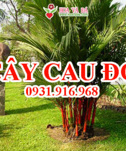 Cây cau đỏ - Giá bán, cách trồng và chăm sóc cây cau đỏ