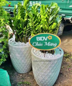 Cay Chuc Mung Khai Truong Da Nang 12