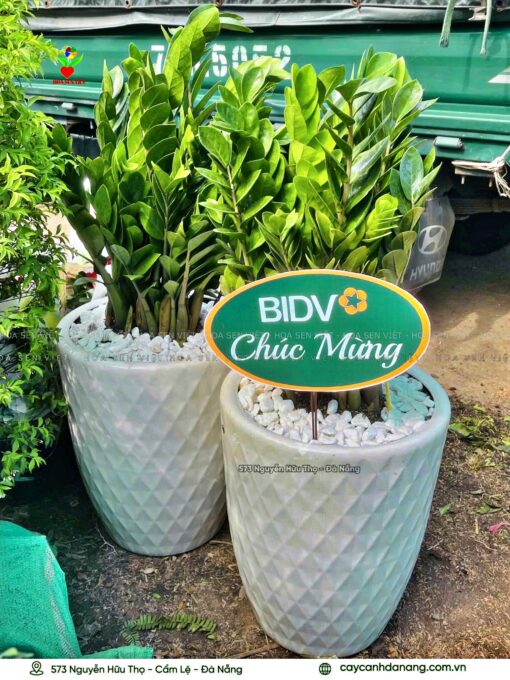 Cay Chuc Mung Khai Truong Da Nang 12