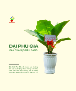 Cây đại Phú Gia