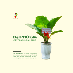 Cây đại Phú Gia