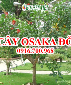 Cây Osaka đỏ - Giá bán, cách trồng và chăm sóc cây Osaka đỏ