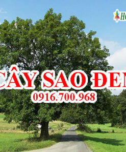 Cây sao đen - Giá bán, cách trồng và chăm sóc cây sao đen