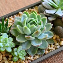 Với hình dáng xinh đẹp, sen đá rất được giới văn phòng yêu thích.