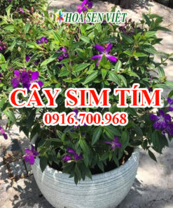 Cây sim tím - Giá bán, cách trồng và chăm sóc cây sim tím