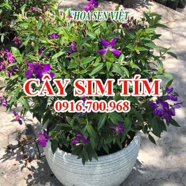 Cây sim tím - Giá bán, cách trồng và chăm sóc cây sim tím