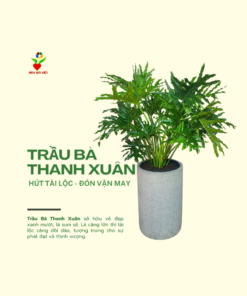 Cây Trầu Bà Thanh Xuân