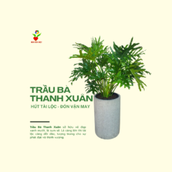 Cây Trầu Bà Thanh Xuân