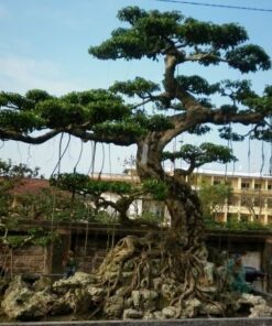 Tùng la hán tạo dáng bonsai cực kỳ đẹp.