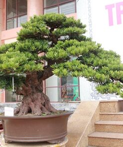 Tùng la hán tạo dáng bonsai cực kỳ đẹp.