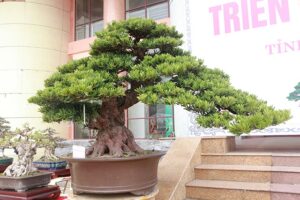 Tùng la hán tạo dáng bonsai cực kỳ đẹp.