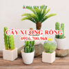 Cây xương rồng - Giá bán, cách trồng và chăm sóc cây xương rồng