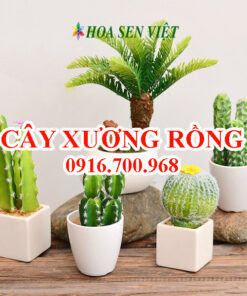 Cây xương rồng - Giá bán, cách trồng và chăm sóc cây xương rồng