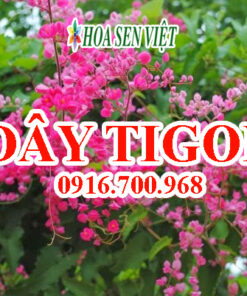 Hoa tigon - Giá bán, cách trồng và chăm sóc hoa tigon