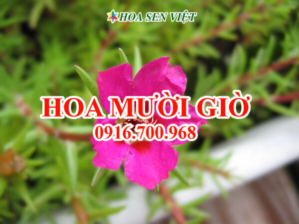 Hoa mười giờ - Giá bán, cách trồng và chăm sóc hoa mười giờ