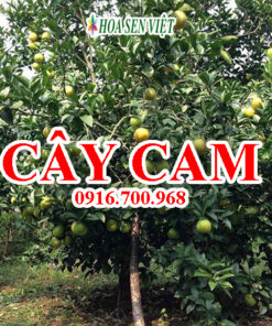 Cây cam - Giá bán, cách trồng và chăm sóc cây cam