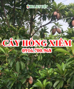 Cây hồng xiêm - Giá bán, cách trồng và chăm sóc cây hồng xiêm