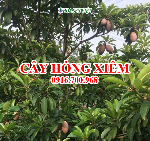 Cây hồng xiêm - Giá bán, cách trồng và chăm sóc cây hồng xiêm