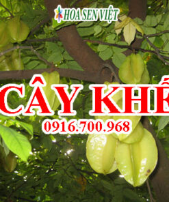 Cây khế - Giá bán, cách trồng và chăm sóc cây khế