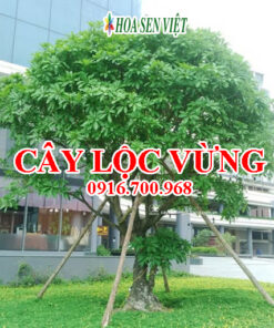 Cây lộc vừng - Giá bán, cách trồng và chăm sóc cây lộc vừng