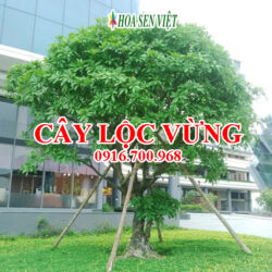 Cây lộc vừng - Giá bán, cách trồng và chăm sóc cây lộc vừng