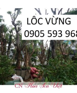 Cây Lộc Vừng Tại Hoasenviet đà Nẵng