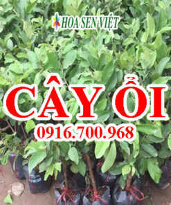 Cây ổi - Giá bán, cách trồng và chăm sóc cây ổi