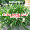 cay-dai-tuong-quan-5