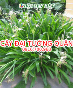 cay-dai-tuong-quan-5