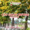 Cay-giang-huong-da-nang