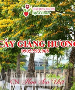 Cay-giang-huong-da-nang