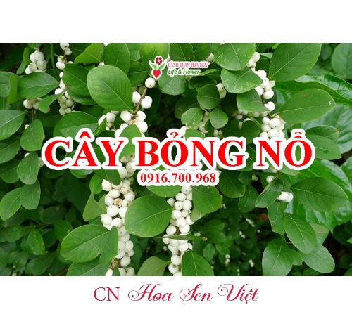 Cay Bong No Da Nang